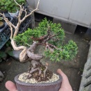 今年プラ鉢から本鉢に植え替えた真柏