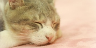 【ほのぼの】寝室(マンション3階)の窓を網戸にして寝ていた結果ｗ