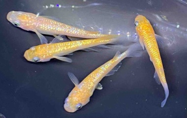 『🐟メダカ•金魚入舎情報‼️』の画像
