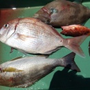5月17日（日）晴　今日の釣果☆☆☆