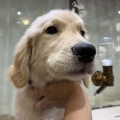 お店のワンちゃん紹介🐶