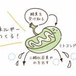 山内流セラピスト＆コンディショニングトレーナー小林さくらのブログ〜エッセンシャルトーク〜