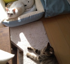 実物のﾈｺﾁｬﾝたちセカンド239