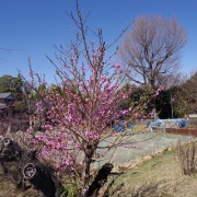 ���β����ε�2026�ʣ��˥ڥ󥿥å���K-1��������