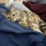 ねこ写真と告知日記