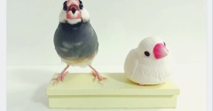 スタジオパンダにやって来たふたり