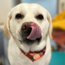 トリミングおたより