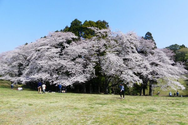 四季の風2 桜 四季の風2 桜
