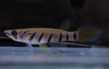 『4月14日(金)熱帯魚入荷情報！』の画像