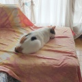 食前薬、増えてるの 誰も知らんって…　