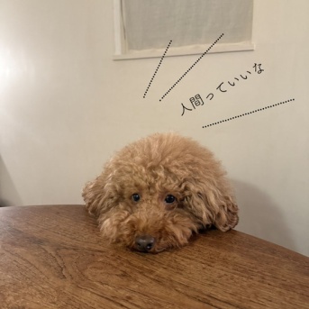 12kgのデカプー。やっぱり食いしん坊です...