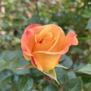 オレンジのバラ
