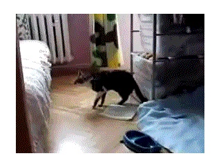 【ねこ動画】ジャンプ失敗【再】