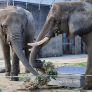 クリスマスリースのプレゼント　（２）
