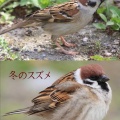 冬のスズメが可愛いすぎな件