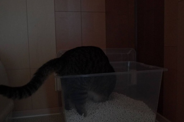 ねことアパートと1人暮らし～とらやんとおらと～ - 猫のトイレ