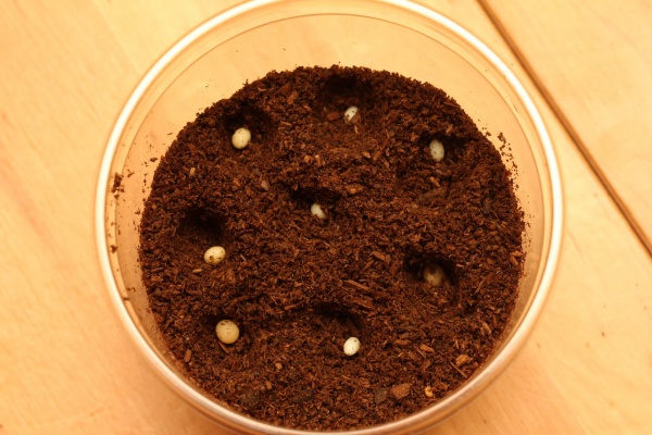 オオカブトの部屋 - トルクアータインマキュリコリス