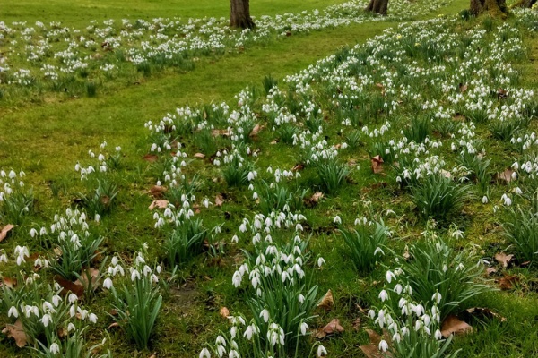 おとぎの国のガーデナー スノードロップ