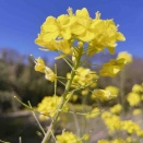 春よ〜遠き春よ〜