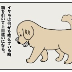 リンマンブルース　ゴールデンレトリバーの生態とマンガ