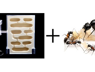 ムネアカオオアリの二年目コロニー+蟻マシーン2号ミニ