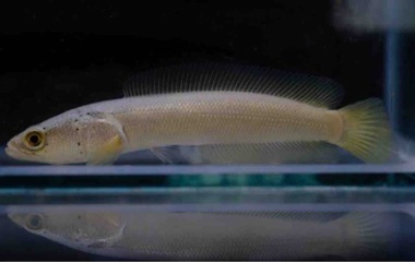 『9月23日(土)熱帯魚入荷情報💫』の画像