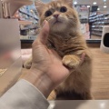 短足マンチカン