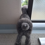 宝塚コミパ通信