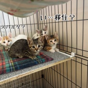 緊急移住することにした。