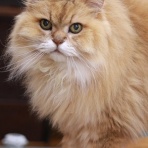 猫カフェ ねこまんまBlog