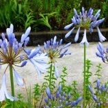 『徒然に光マイクロバブル(216)旧友からの便り(2)』の画像