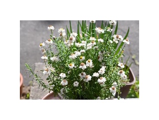 花かんざし、東京から連れてきました