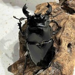 常温管理では乗り切れず3年目でエアコン導入した人