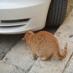 友だちいない研究所