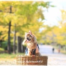 ★毎年のイチョウ並木へ♪★