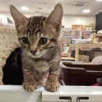 新潟県長岡市　ワンラブ　長岡リナシエKITAMACHI店blog