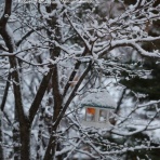 アナベルにかこまれて