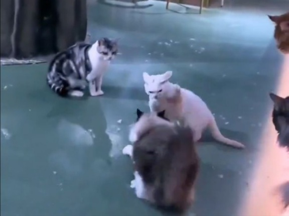 猫2匹が取っ組み合いの大ゲンカを始めるも…親分猫がひとにらみで止める