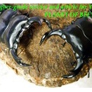 〇メトク産D.アンタエウス＼(^o^)／