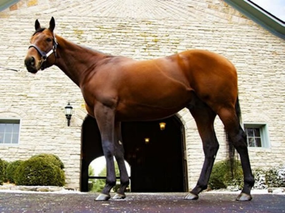 アメリカンファラオ 600頭超の種付け申し込み入る