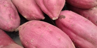 【雑談】安かったから大量に買ってしまった私の嫁さんのために、サイコロイモの料理法を教えてください。