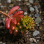 多肉倶楽部 Sincere　(神奈川県秦野市寺山より配信中）