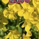 もう少しで満開になる菜の花