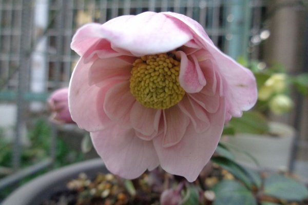 伊藤まゆみの ひつぢ（庭）日記 - クリスマスローズ