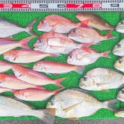 2025年12月13日　釣果