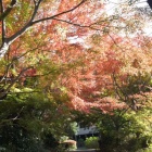 『小春日和　４』の画像