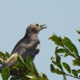2026年7月22日の野鳥公園