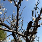 さくらさくブログ