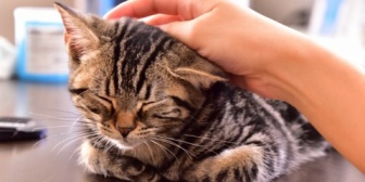  彼女が猫のおしり付近を触りながら 「こんな可愛かったらセクハラされても文句言えないですよ！かわいいいいいい！」 ってめっちゃ興奮しててドン引きしたんだが