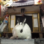 うさぎのWONDERLANDグルーミングフォト